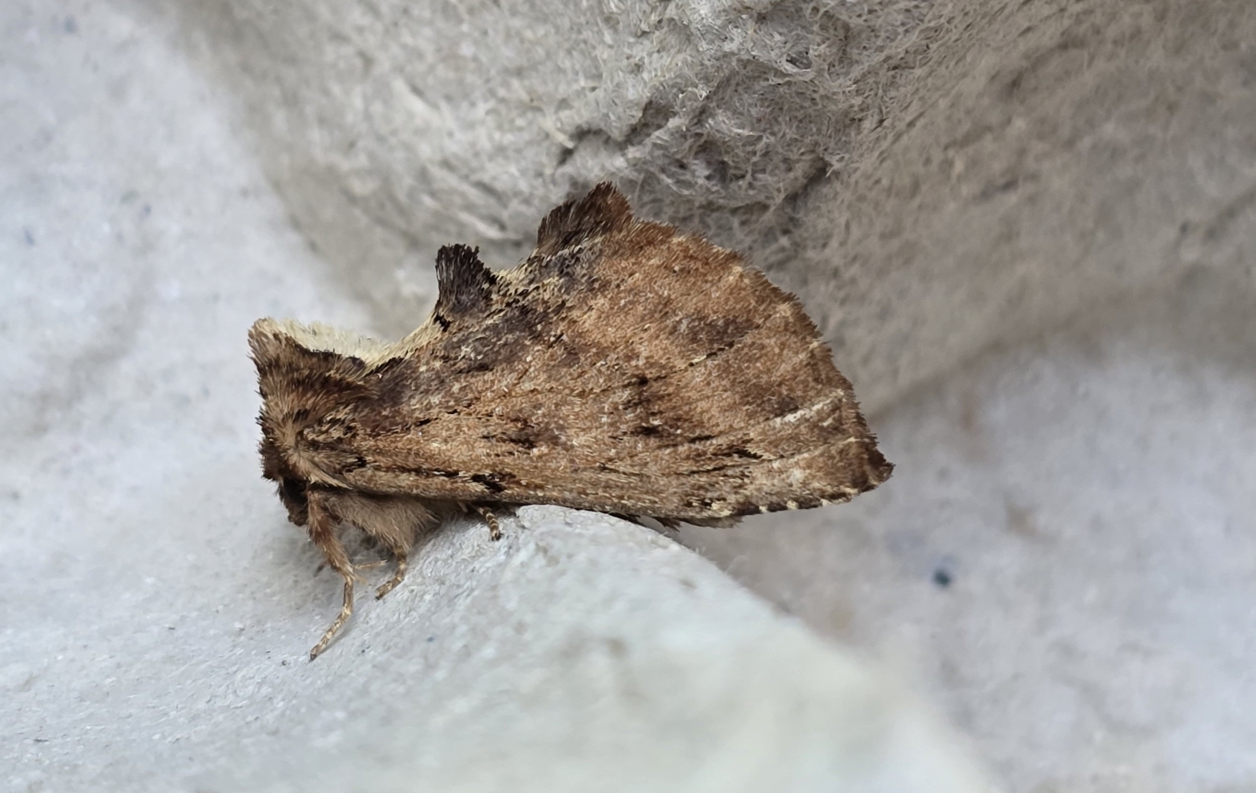 Photo of Coxcomb Prominent (Ptilodon capucina)